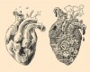 20 фактов о человеческом сердце