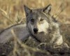Собаки и волки обладают чувством справедливости – ученые