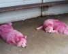 Под Геленджиком спасли розовых собак уличных фотографов