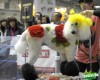 Китайцы губят домашних животных ядовитой краской, чтобы они выглядели уникальными