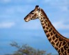 Вот почему жираф имеет столь длинную шею