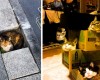 21+ забавных фото кошек, которые могут влезть куда угодно!