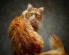 20 лучших фотографий котиков, ради которых и был создан Интернет