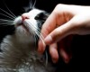 Ирландская ветеринарная клиника ищет профессионального гладильщика котов