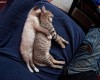 25 кошачьих поз для сна, которые приводят в восторг