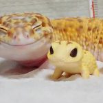 Милота дня: улыбающийся геккон