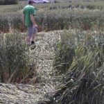 В Ростовской области обнаружили странное поле