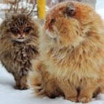 Женщина из Барнаула разводит сибирских котов и они восхитительны