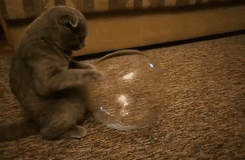 20 смешных фотографий кошек доказывающие, что они жидкие