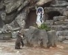 Пингвина Гумбольдта заинтересовала девочка-пингвин Хулулу из аниме