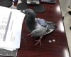 В Кувейте задержан голубь-контрабандист