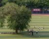 Дерево посреди школьного стадиона