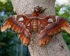 Самые уникальные и красивые бабочки