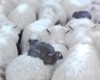 В Зеландии овцы стали спасателями черных кроликов