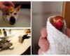 20 умилительных домашних животных, которые обожают принимать ванну