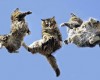Почему кошки всегда приземляются на четыре лапы?