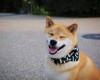 17 забавных историй о собаках, которые растрогают, и рассмешат одновременно