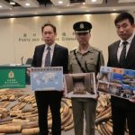 В Гонконге остановили партию слоновой кости стоимостью 9,2 млн долларов