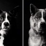 Собачьи годы – как взрослеют собаки: интересный фотопроект Аманды Джонс